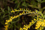 Twistleaf goldenrod